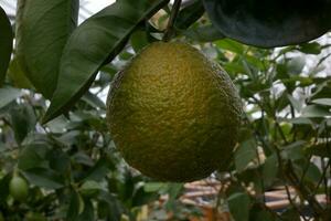 fechar-se em maduro laranja dentro uma árvore foto