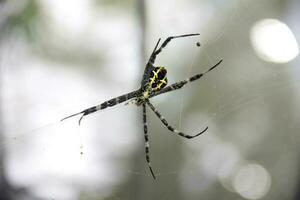 aranha suspensão em a rede foto