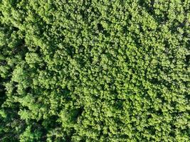 aéreo topo Visão do mangue floresta. zangão Visão do denso verde mangue árvores captura co2. verde árvores fundo para carbono neutralidade e internet zero emissões conceito. sustentável verde ambiente. foto