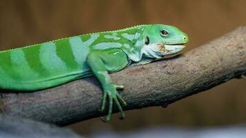 iguana anilhada de fiji foto