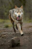 eurasian Lobo dentro jardim zoológico foto