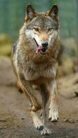 eurasian Lobo dentro jardim zoológico foto