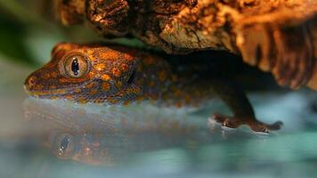 tokay lagartixa dentro terrário foto