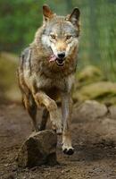 eurasian Lobo dentro jardim zoológico foto