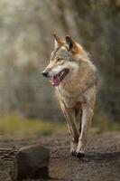 eurasian Lobo dentro jardim zoológico foto