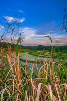 bela vista matinal indonésia panorama paisagem arrozais com cor de beleza e luz natural do céu foto