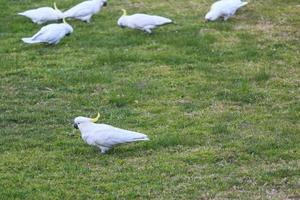 cacatua reunindo nova gales do sul austrália foto