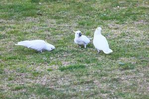 cacatua reunindo nova gales do sul austrália foto