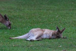 leste cinzento canguru macropus giganteus luz do sol costa queensland austrália foto