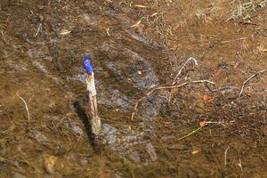 azure kingfisher ceyx azureus numinbah vale queensland austrália foto