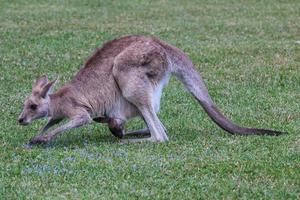 leste cinzento canguru macropus giganteus luz do sol costa queensland austrália foto