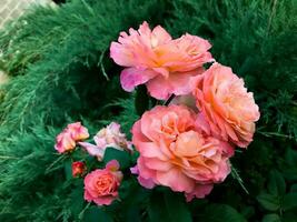 Rosa florescendo rosas. estético jardim flores foto