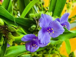 azul flor aranha rede ou aranha lírio dentro Ucrânia. Está latim nome tradecantia é nativo para norte e sul América. foto