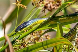 australiano verde árvore serpente foto