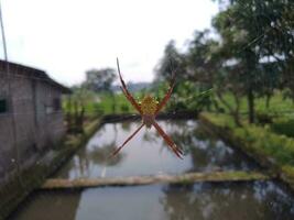 foto do aranha