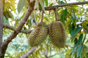 a durian em a árvore é a rei do frutas. a pele é Grosso e Difícil com afiado espinhos. a amarelo carne é separado para dentro lóbulos. com Castanho sementes dentro a carne ter uma único cheiro doce gosto foto