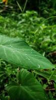 uma verde folha com água solta em isto com borrado fundo foto