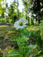 uma pequeno branco flor flor com borrado fundo foto