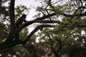 macaco na árvore. macaco em seu ambiente natural. foto