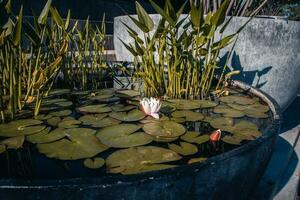 Visão do uma jardim lagoa preenchidas com aquático plantas dentro uma Panela. água lírio flor foto