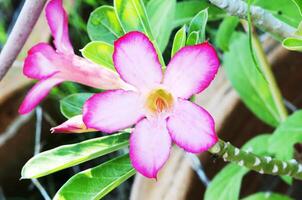 close up da flor tropical rosa do deserto lindo ramo de flores cor de rosa foto