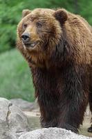 urso marrom kamchatka foto