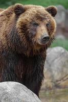 urso marrom kamchatka foto