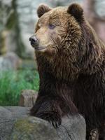 urso marrom kamchatka foto