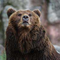 urso marrom kamchatka foto