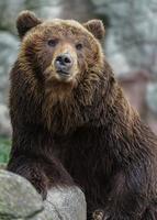 urso marrom kamchatka foto