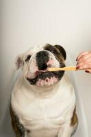 fêmea mão limpeza a dentes do uma fofa buldogue com uma bambu escova de dente foto