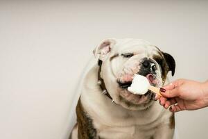 fechar-se do uma fofa buldogue comendo gelo creme enquanto sentado em uma cadeira foto