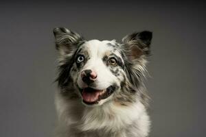 uma retrato do a australiano collie azul merle isolado em uma cinzento fundo foto