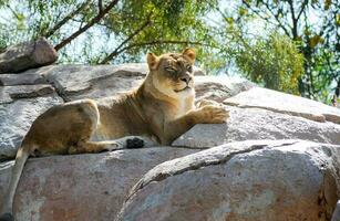 uma grande leoa estava descansando em alguns pedras sobre a orgulho do de outros leões. foto