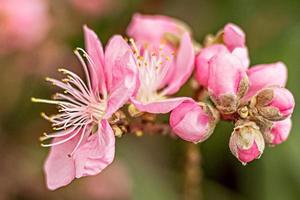 uma macrofotografia de uma flor de cerejeira rosa. flor de sakura. foto