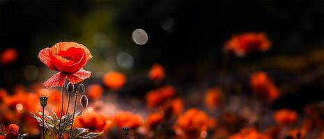 uma florescendo papoula dentro afiado foco. ai gerado foto