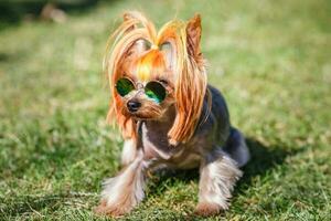 adorável cachorro do yorkshire terrier pequeno cachorro com dentro arco Iris oculos de sol em verde borrado fundo foto