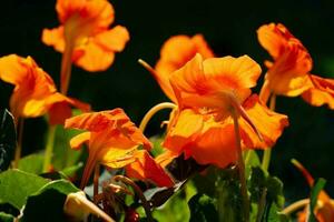 as lindas flores alaranjadas da nasturtium tropaeolum majus foto