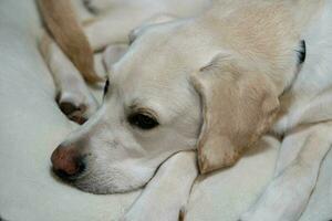 curto revestido britânico labrador retriever 10 mês velho foto