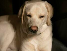 curto revestido britânico labrador retriever 10 mês velho foto