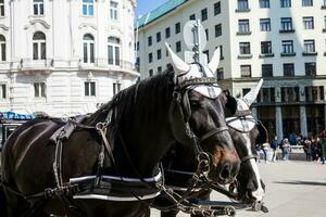 puxado a cavalo transporte dentro frente do a Hofburg imperial Palácio dentro Viena foto