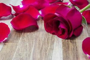 rosa vermelha em fundo de madeira