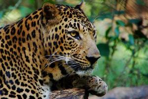 retrato de leopardo, parecendo calmo, perto foto