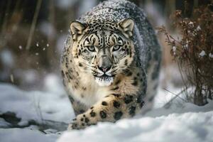 ai generativo neve leopardo em uma Preto fundo. animal dentro a neve. panthera, solteiro mamífero dentro neve foto