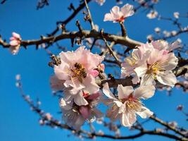 florescendo amêndoa árvore com lindo Rosa flores foto