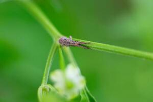 uma pequeno aranha em uma plantar haste foto