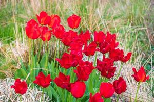 tulipas vermelhas no parque whitworth, manchester. paisagem de primavera