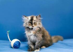 fofa gato com brinquedo bola em azul fundo foto