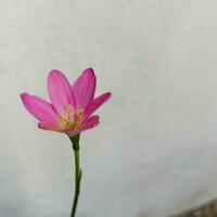 lindo Rosa flor dentro meu jardim foto