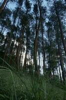 Indonésia ótimo natureza com Maravilhoso cultura foto